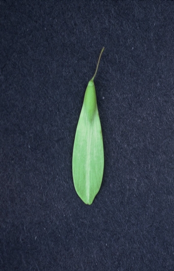 {Fraxinus americana}